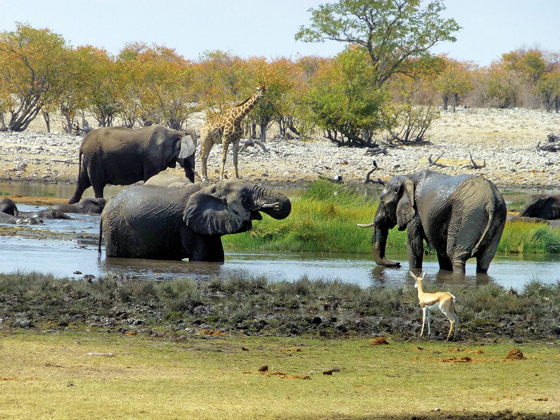 Wasserloch in Namibia